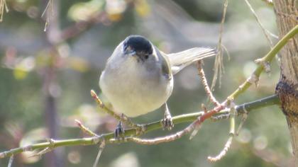 Karabaşlı ötleğen