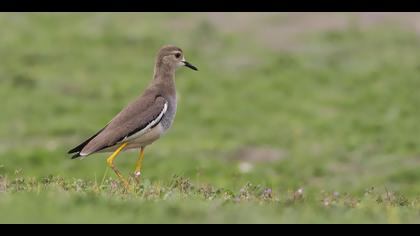 Akkuyruklu kızkuşu
