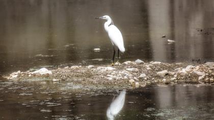 Küçük ak balıkçıl