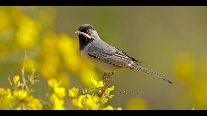 Karaboğazlı ötleğen