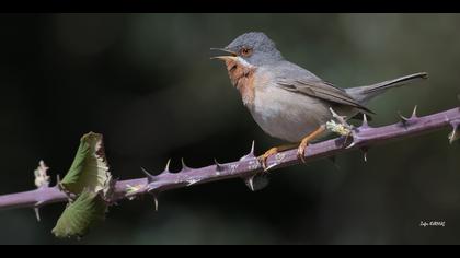 Bıyıklı ötleğen