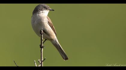 Küçük akgerdanlı ötleğen
