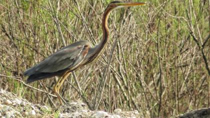 Erguvani balıkçıl