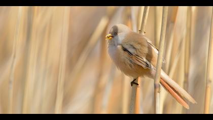 Bıyıklı baştankara