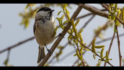 Kayın baştankarası