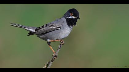 Karaboğazlı ötleğen