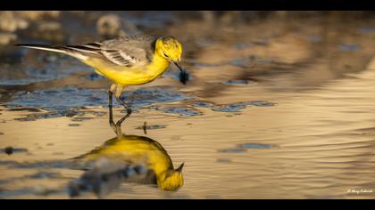 Sarıbaşlı kuyruksallayan