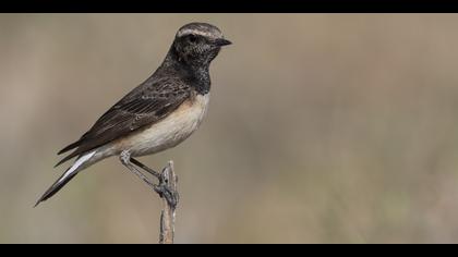 Kıbrıs kuyrukkakanı