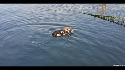 Karagerdanlı dalgıç