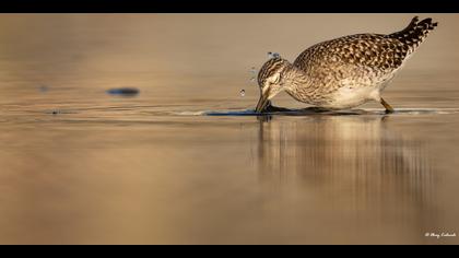 Orman düdükçünü