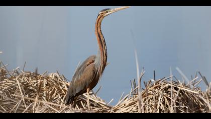 Erguvani balıkçıl