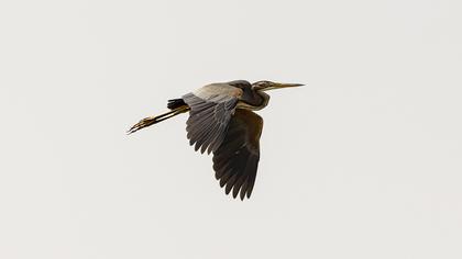 Erguvani balıkçıl