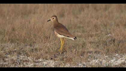 Akkuyruklu kızkuşu