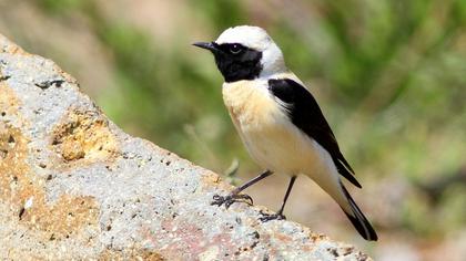 Karakulaklı kuyrukkakan