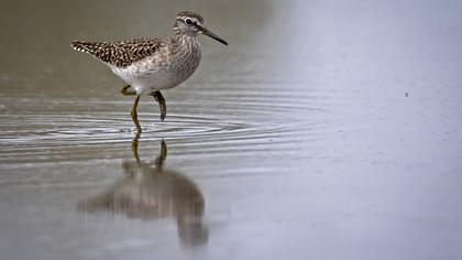 Orman düdükçünü