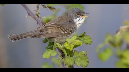Akgerdanlı ötleğen