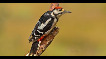 Orman alaca ağaçkakanı