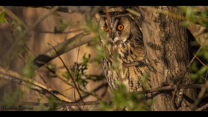 Kulaklı orman baykuşu