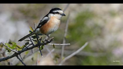 Maskeli örümcekkuşu