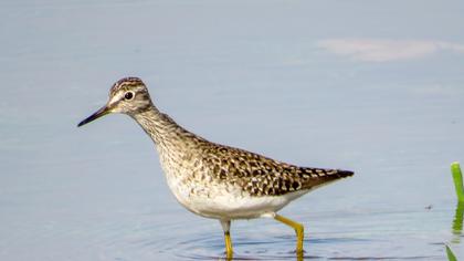 Orman düdükçünü