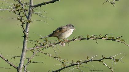 Akgerdanlı ötleğen