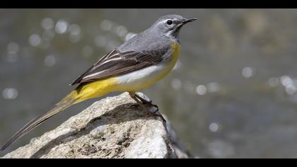 Dağ kuyruksallayanı