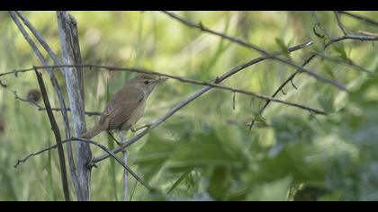 Çalı kamışçını