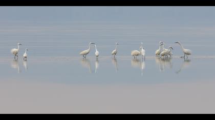 Küçük ak balıkçıl