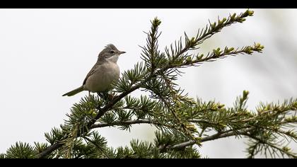 Akgerdanlı ötleğen