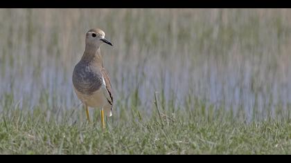 Akkuyruklu kızkuşu