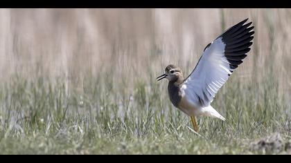 Akkuyruklu kızkuşu