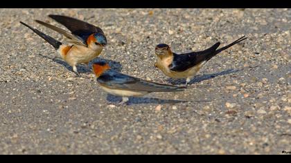 Kızıl kırlangıç