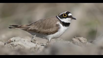 Halkalı küçük cılıbıt