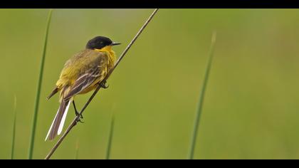 Sarı kuyruksallayan