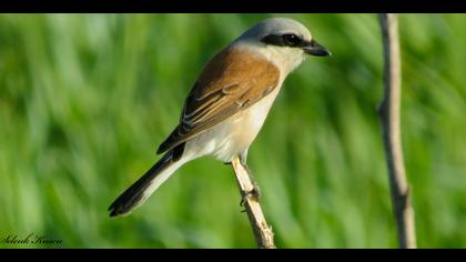Kızılsırtlı örümcekkuşu
