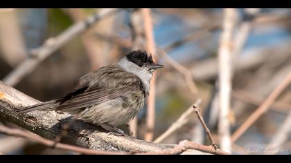 Karabaşlı ötleğen