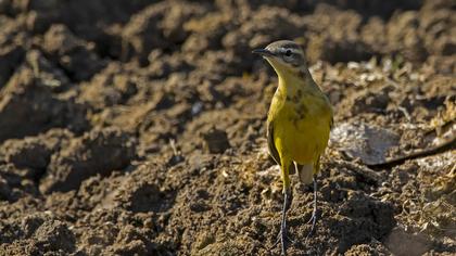 Sarı kuyruksallayan