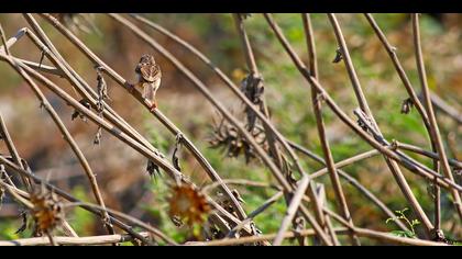 Dikkuyruklu ötleğen