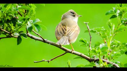 Akgerdanlı ötleğen