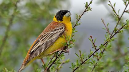 Karabaşlı kirazkuşu