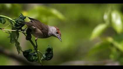 Karabaşlı ötleğen