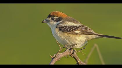Kızılbaşlı örümcekkuşu