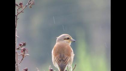 Kızılsırtlı örümcekkuşu