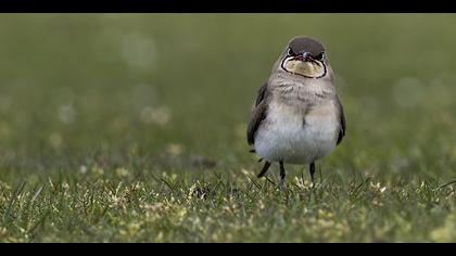 Bataklıkkırlangıcı