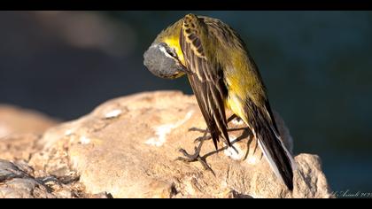 Sarı kuyruksallayan