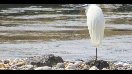 Küçük ak balıkçıl