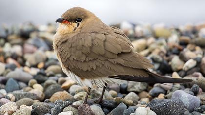 Bataklıkkırlangıcı