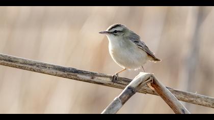 Kındıra kamışçını