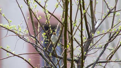 Karabaşlı ötleğen