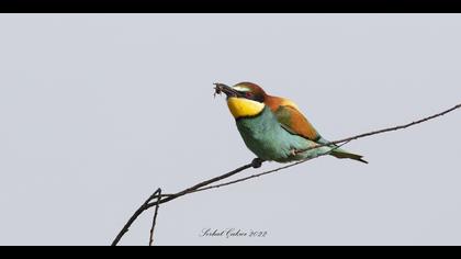 Arıkuşu » European Bee-eater » Merops apiaster